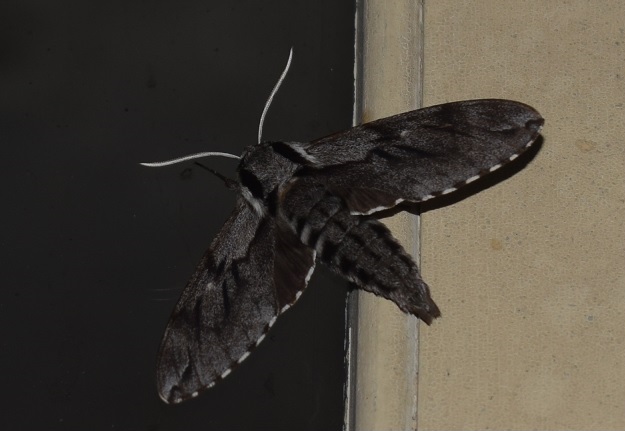 Sphinx pinastri (Sphingidae)? S